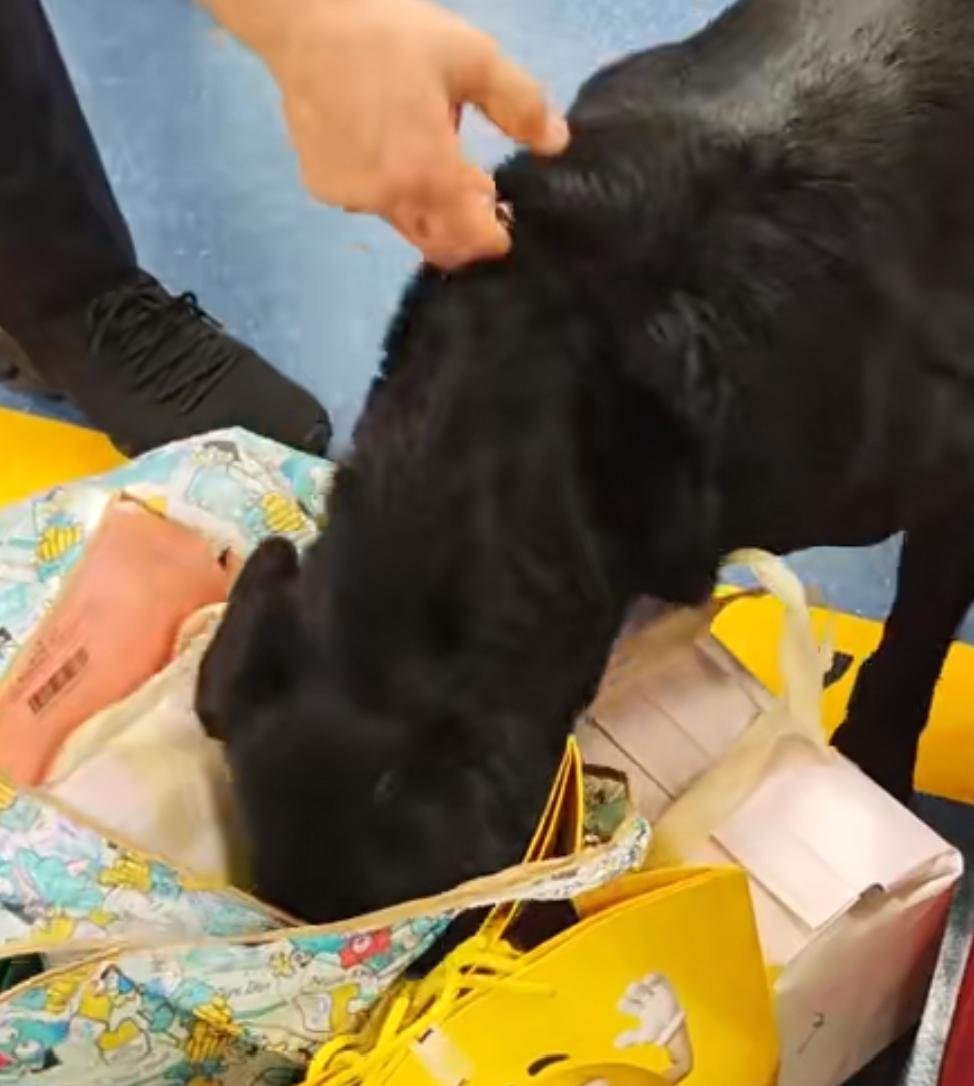 韩国济州机场出了件好笑的事：缉毒犬在安检时，从旅客行李里嗅出了一块可疑蛋糕，可还