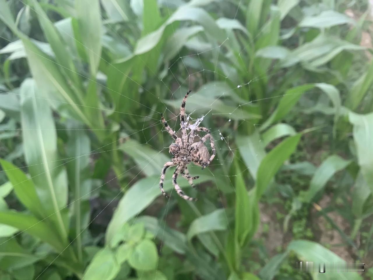 #分享生活感悟＃# 无意中发现一只蜘蛛，走近一看原来是在织网，看它织网的动作应该