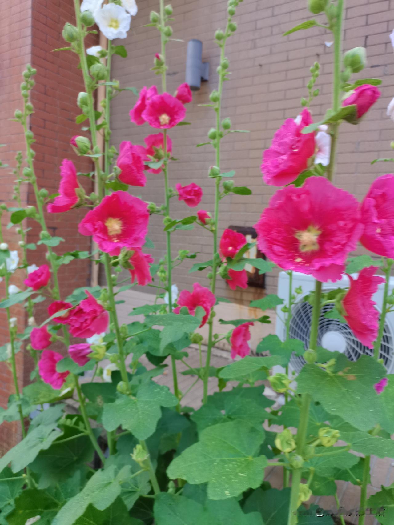 别说实体店经济不景气，现在发头条的收入跟以前收入比较，也是少了很多，像大V的人也