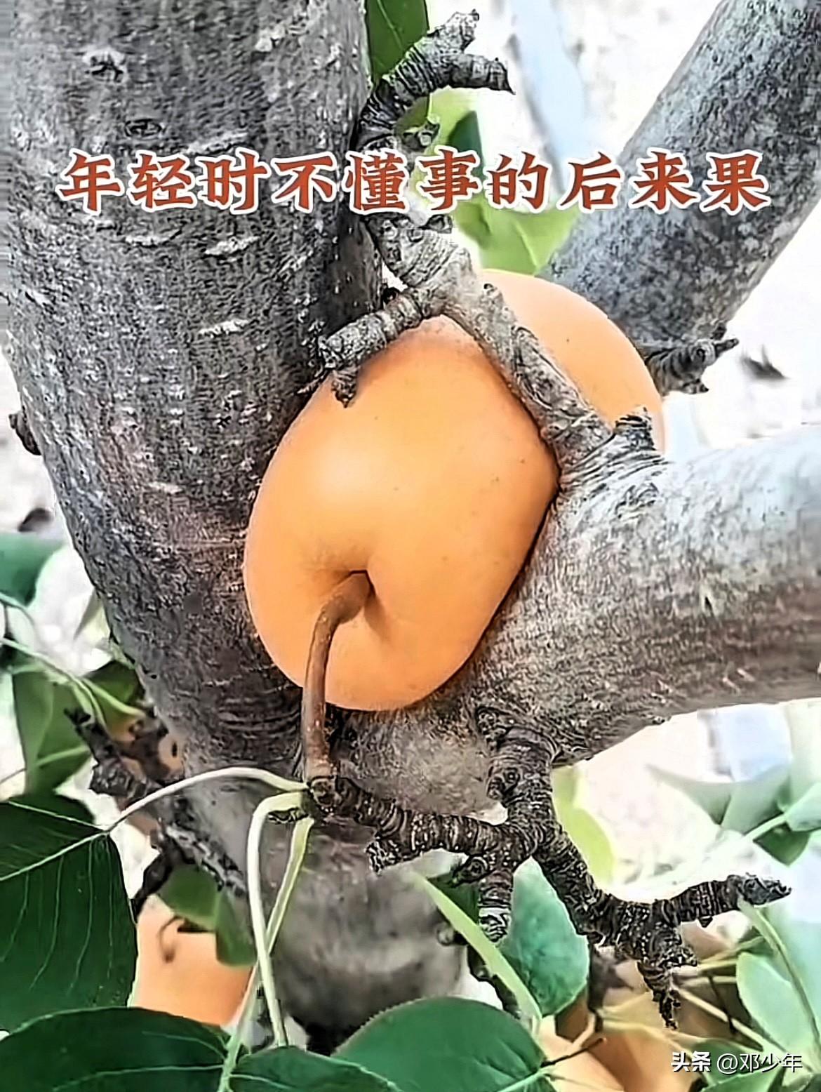 表面看这个梨好像很惨，被树枝夹在中间无法生长了。其实它很舒服，躺着长大，自己的蒂