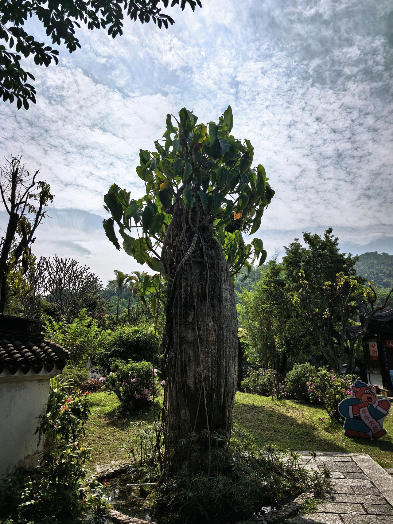 你知道这是什么树吗？

今天参加公司的38活动，看到以前从来没有见过的植物。
