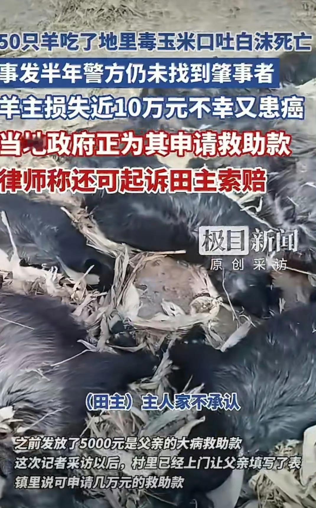 2025年11月，两位七旬老人在邻村已收割的玉米地放牧时，羊群误食掺有剧毒农药甲