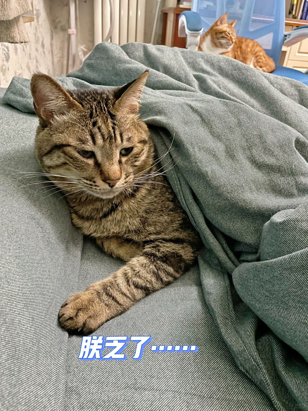 破大防，朋友家的“公猫”生了3只妹妹