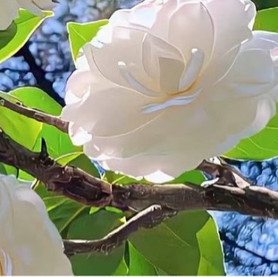 每日一善每日一善 养成乐观的心境，恰似给自己的生活常驻一缕阳光。人生路上难免遭遇