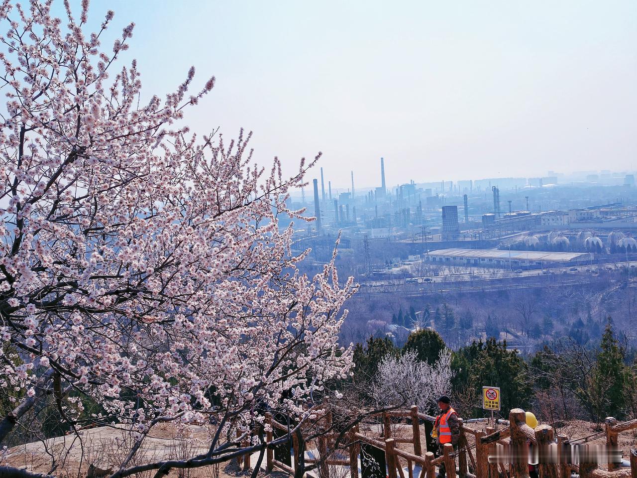 原计划的小楼沟登山之行，因时间关系未能成行，索性改道白水寺森林公园赏花吧。

白