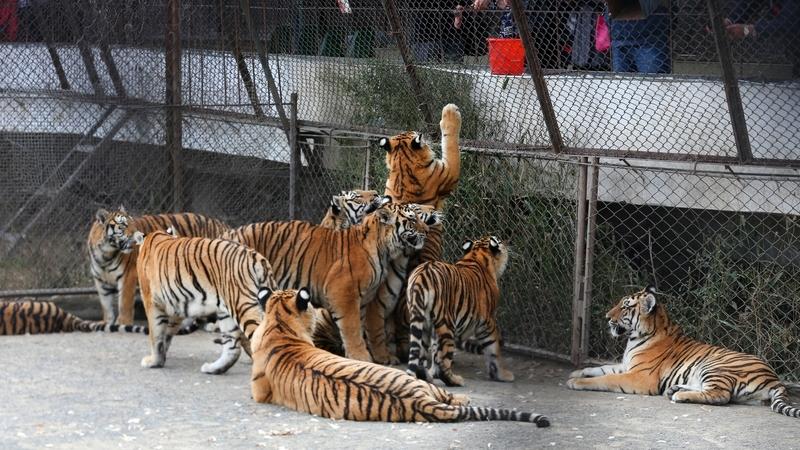 🔥昆明寒潮暴击！动物园“冰火两重天”太萌了。寒潮杀到，动物园直接分成两派！东北