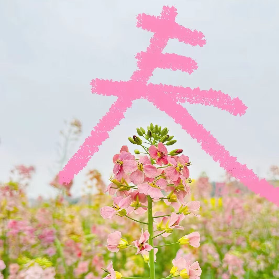 一路向阳🌞🌞总有远方可以奔赴 总有好事水到渠成 