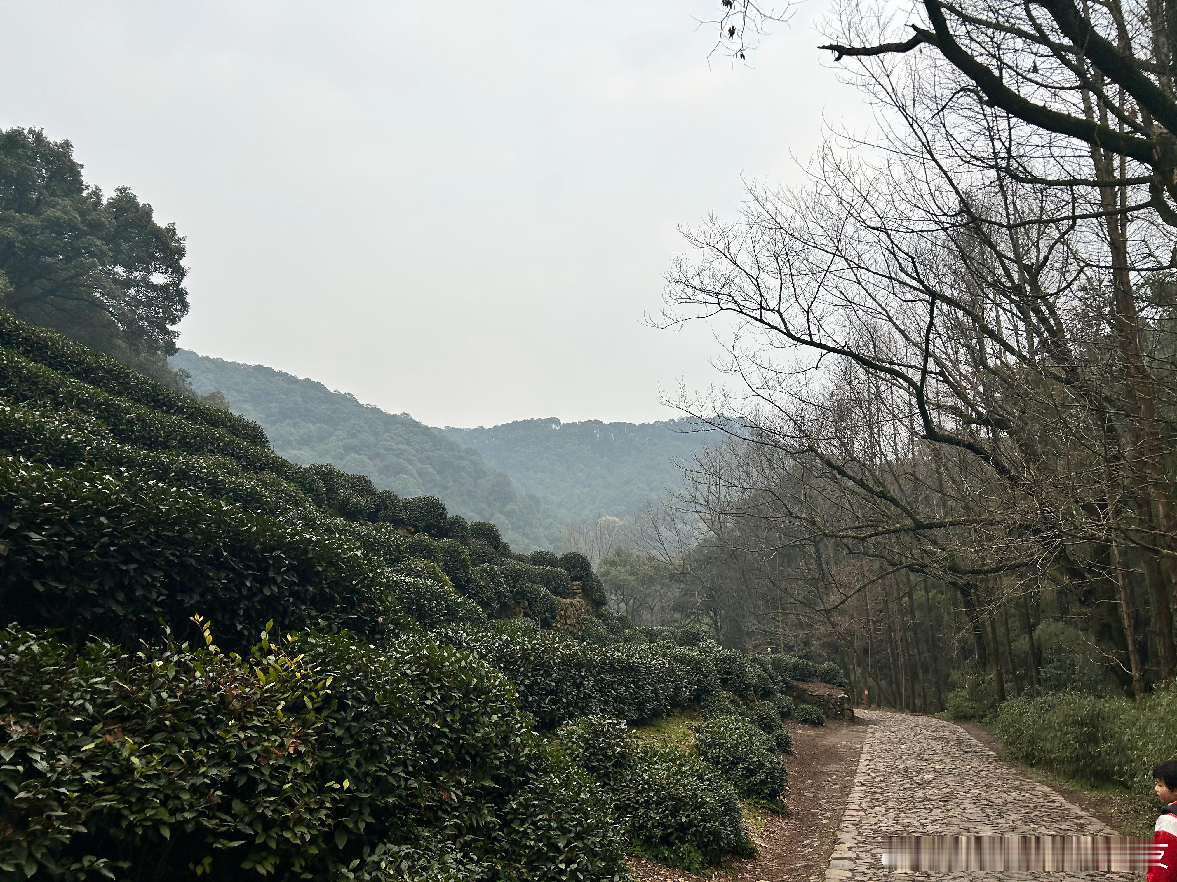 杭州一日游龙井村-西湖龙井沿着西湖一路上山八公里多就到龙井村了。第一次见龙井茶山