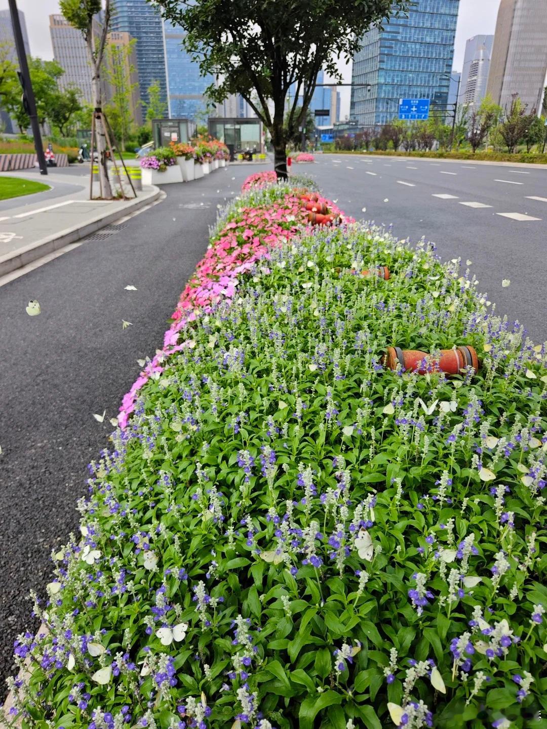 摄影 城市街头，目光不自觉被道路两旁的花境吸引。粉艳的矮牵牛、淡紫的鼠尾草，在湿