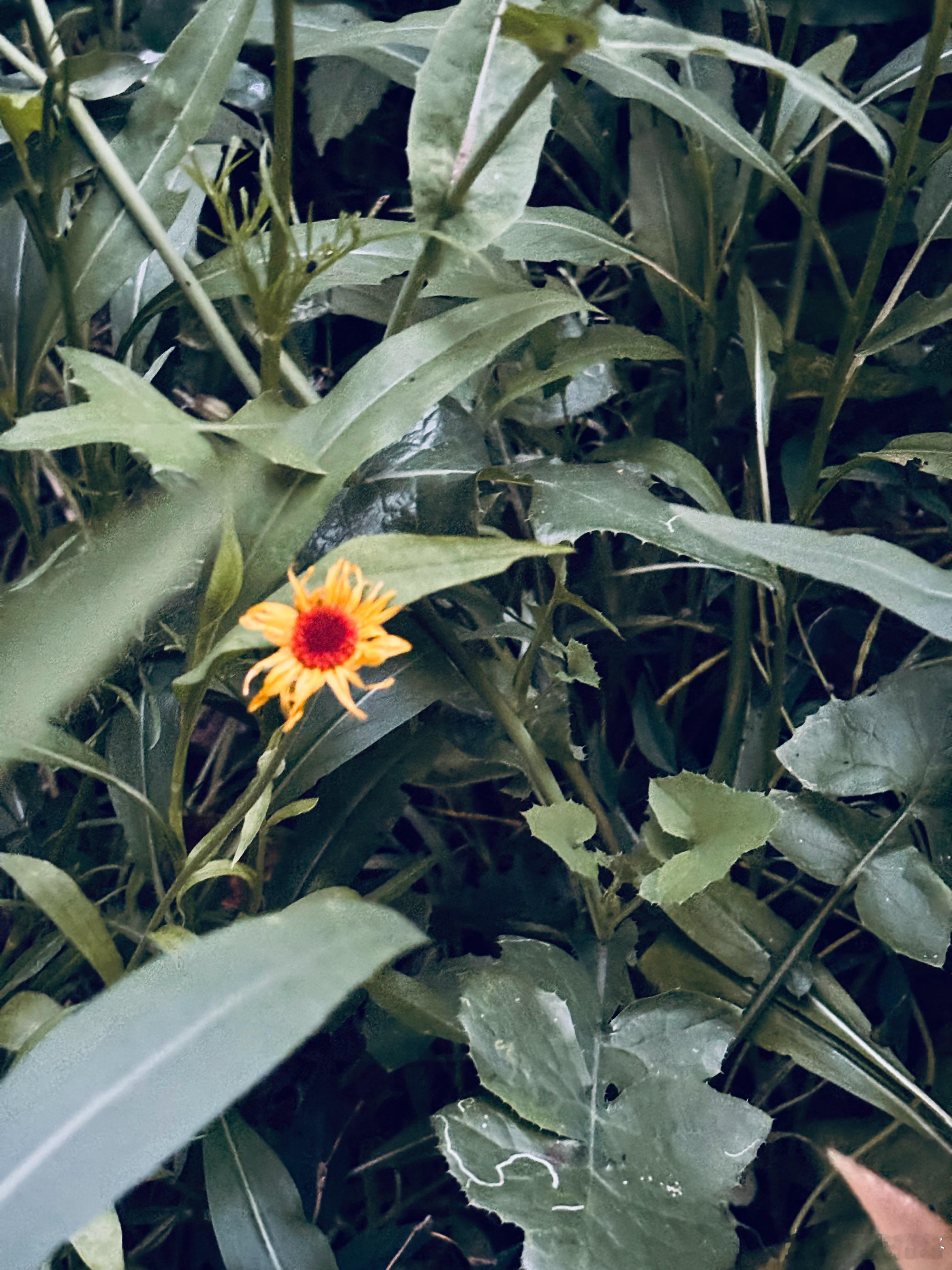 撒了许多种花种子，就开了一朵🌼 