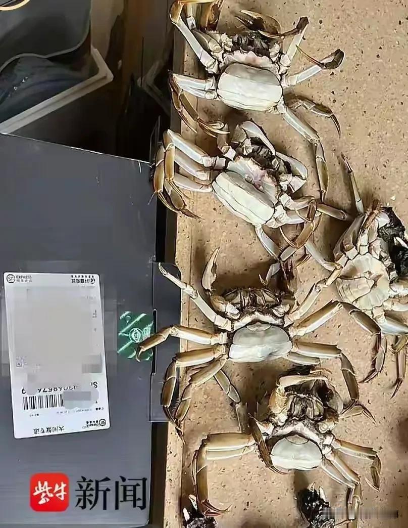 广东的一位顾客网购8只螃蟹称死了6只要求退款，苏州商家发现死蟹疑似AI合成，最新