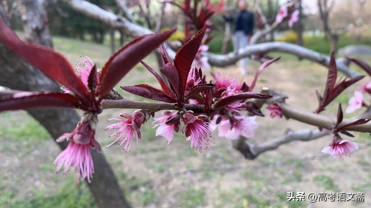 晒图笔记大赛春日赏花🌸，粉嫩的花朵在枝头绽放，美不胜收！