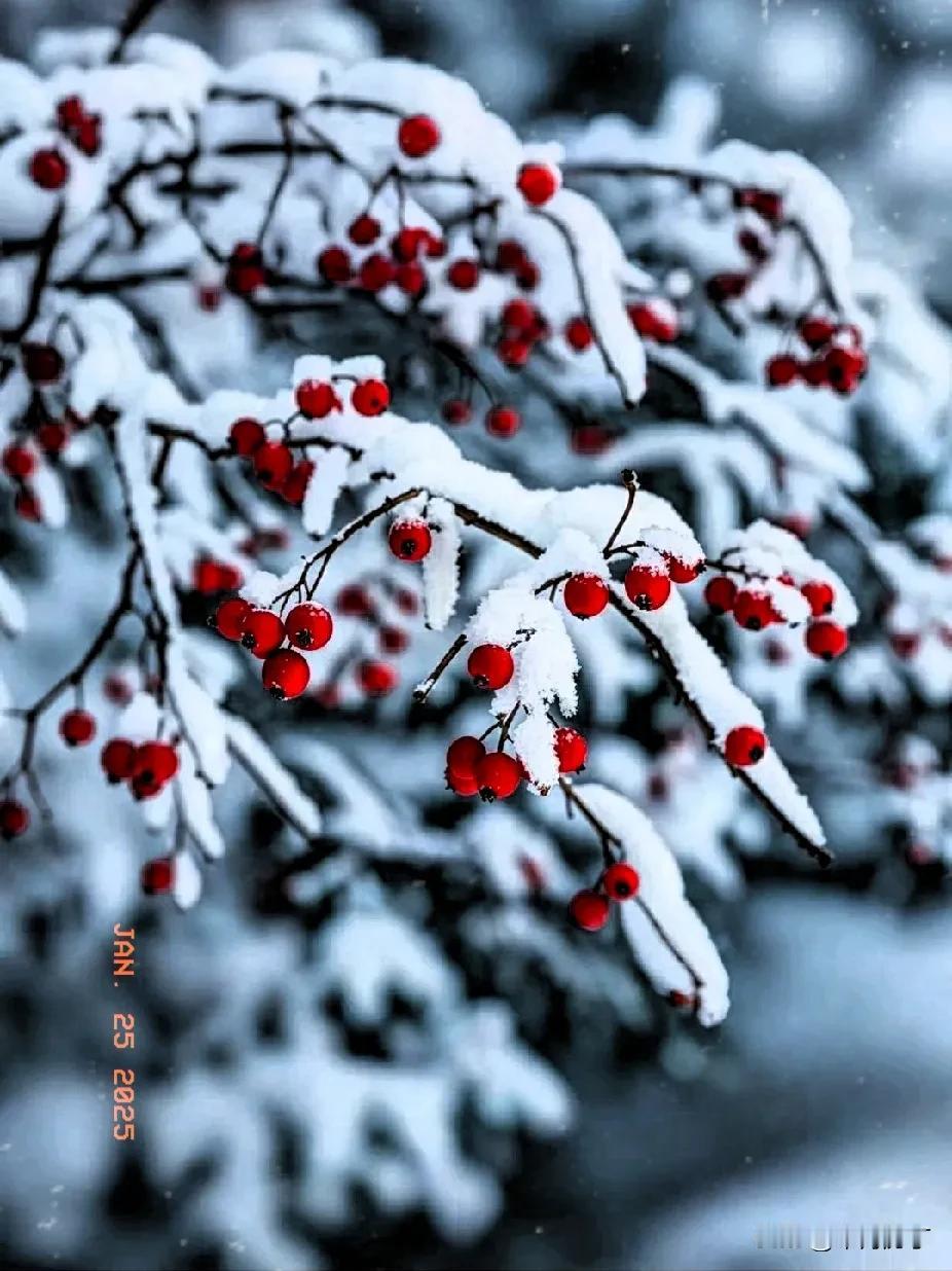 冬观万里雪飘。