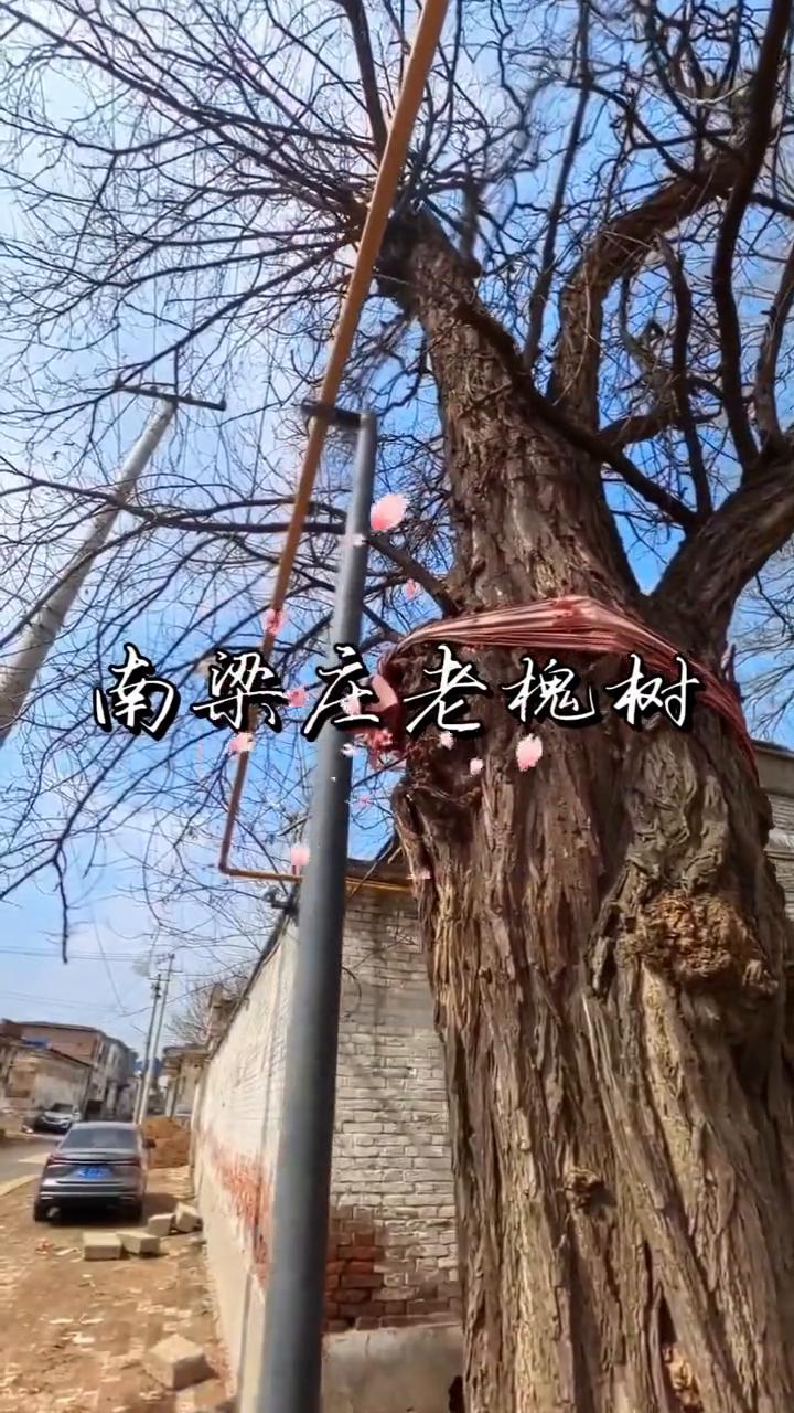 南梁庄老槐树。
南梁庄老槐树。