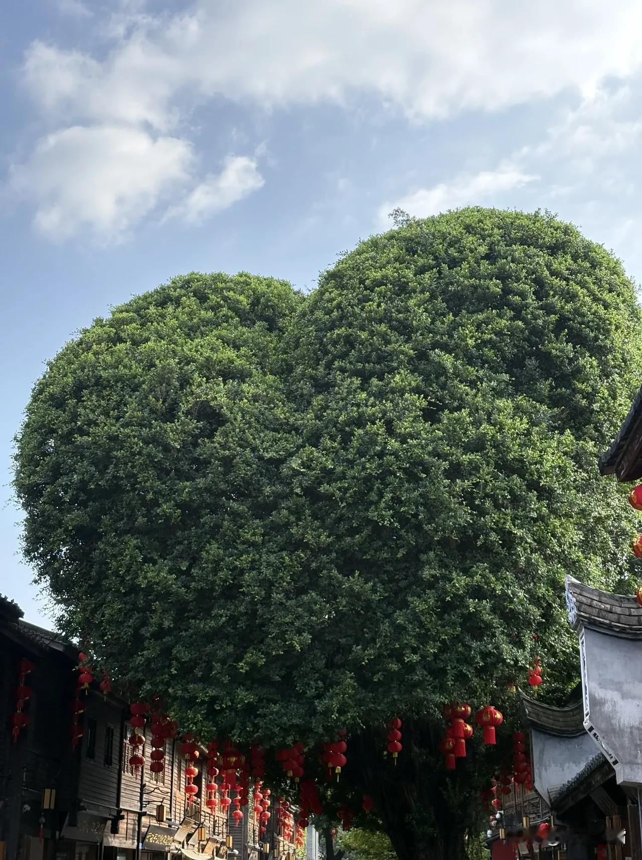 网红爱心树，坐标:福州市三坊七巷。
本来只是普普通通的一棵景观树，通过园艺师的创
