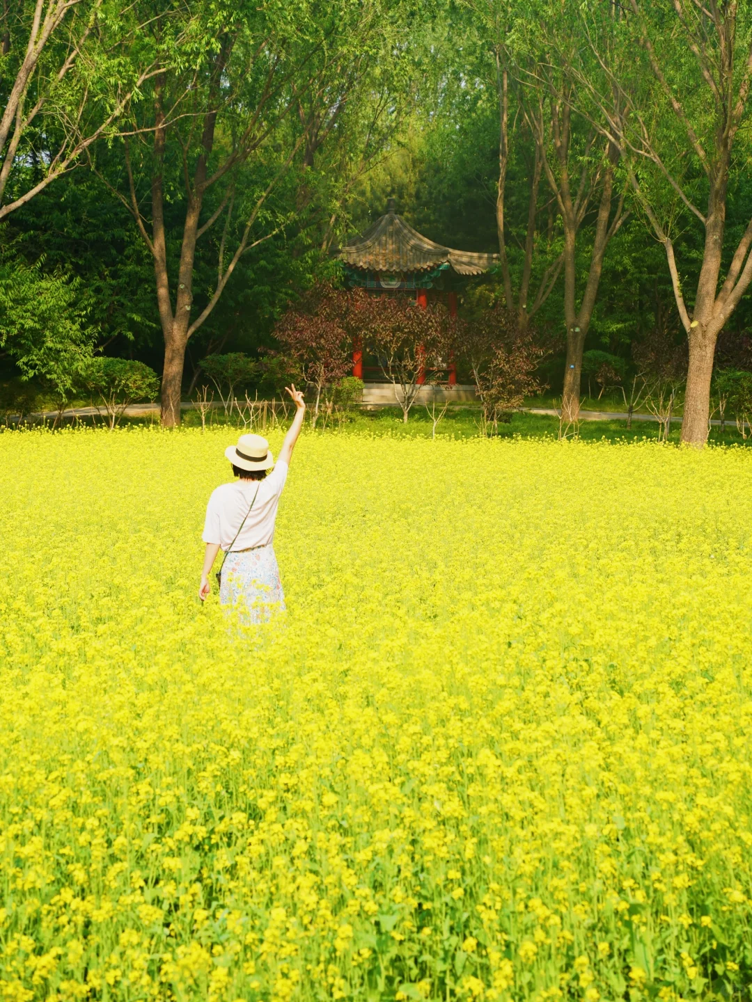 温榆河挤破头？这里大片油菜花在怒放！