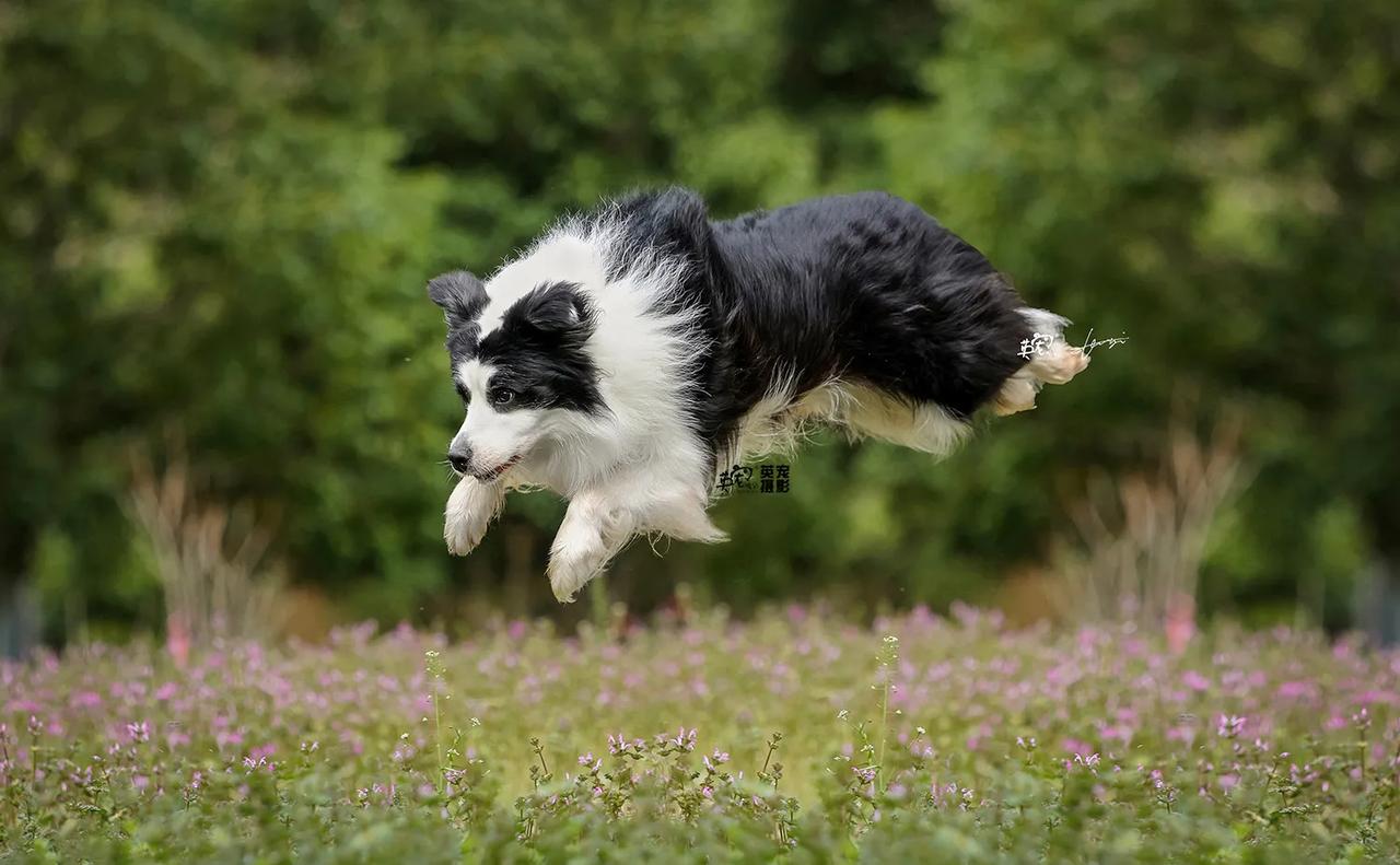 都先停一停
边牧君先给你们表演一个原地起飞！
【上海拍摄】