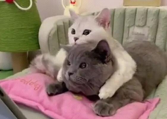这对猫咪宛如一对神仙眷侣，它们形影不离，公猫咪会为母猫咪梳理毛发，母猫咪则会在公
