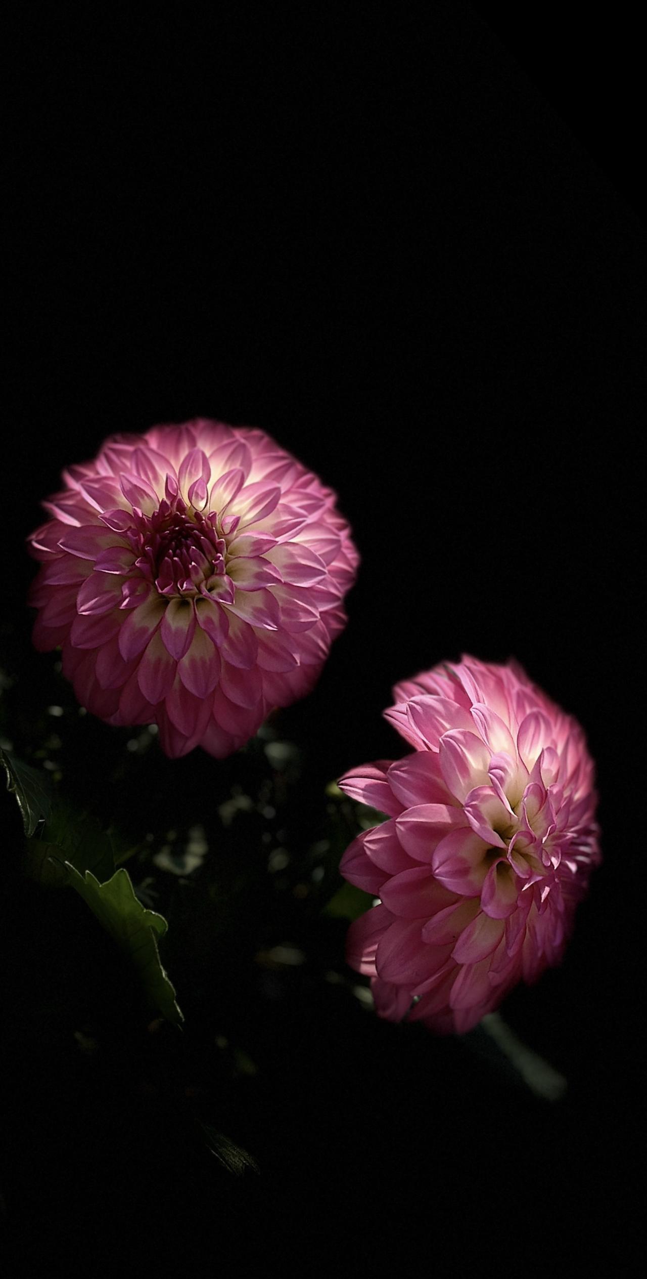 交换一张手机拍摄的花！