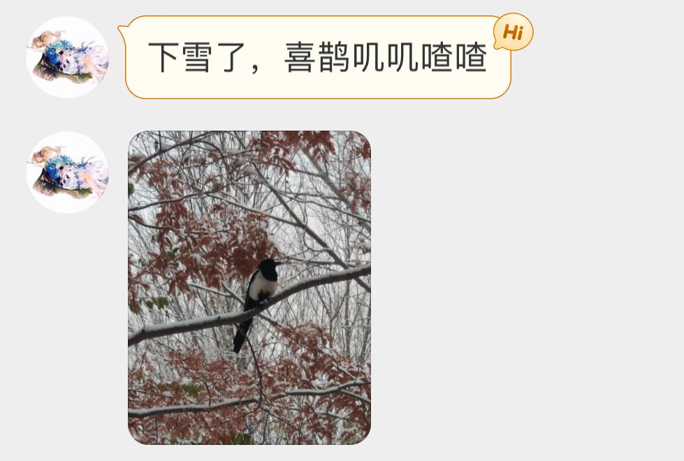 #鸟粉投稿# 冬天的喜鹊和雪更配[开学季] ​​​