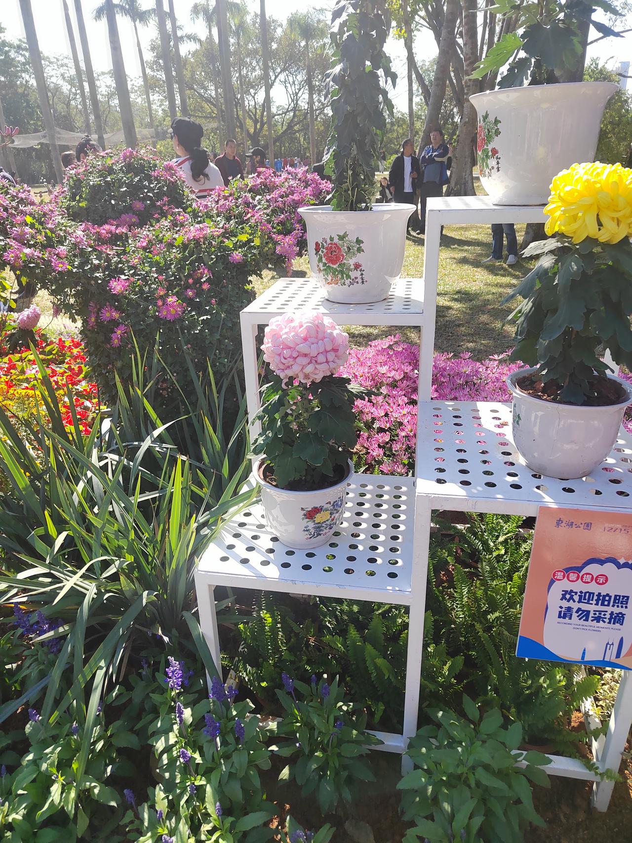 深圳东湖公园的菊花展看了，但是相比起之前在笔架山公园，还有莲花山公园举办的花展，
