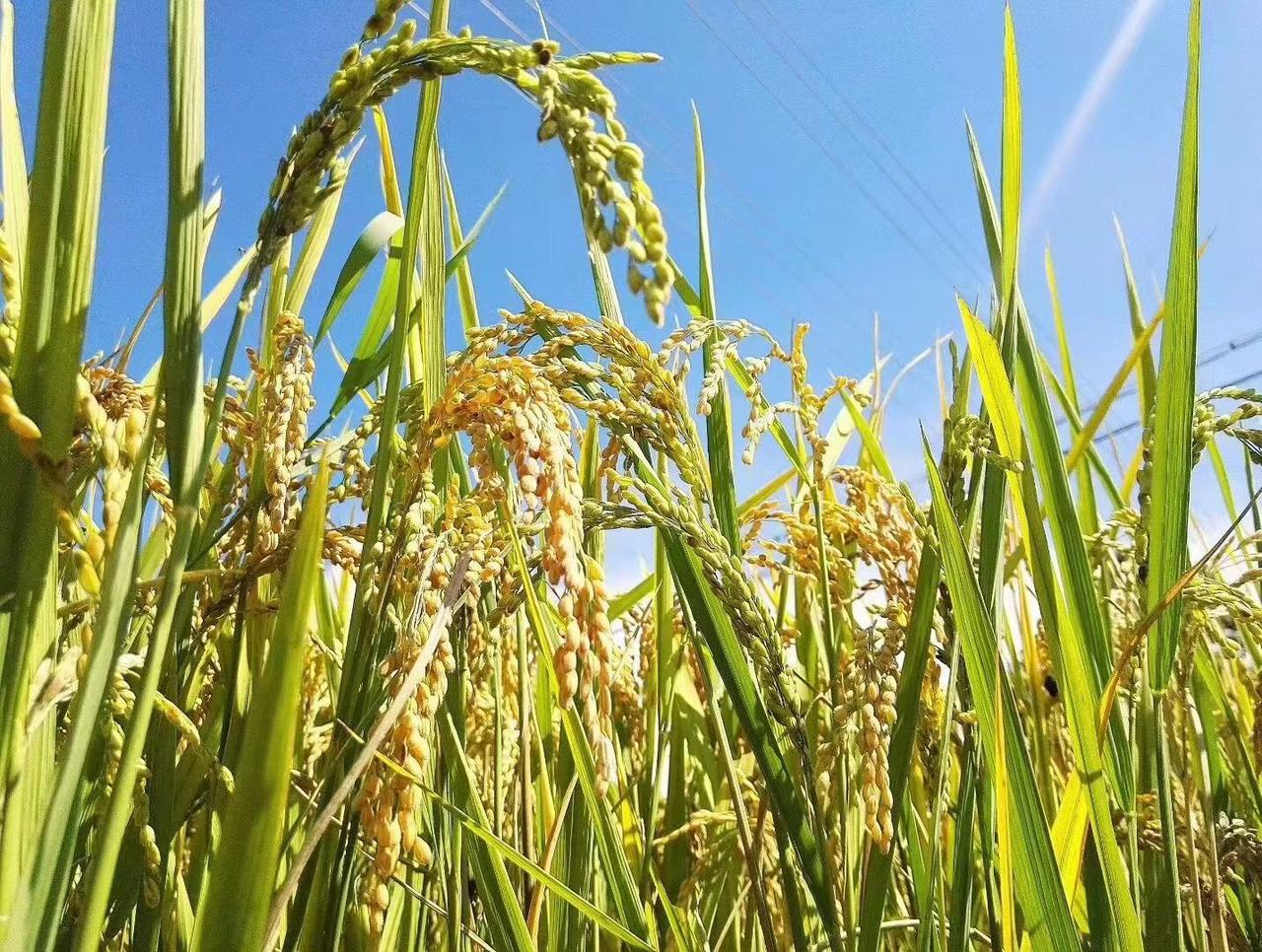 金灿灿的水稻在成熟季节里摇曳，脱壳后成了晶莹剔透的大米，两种样子都好有生机呀～