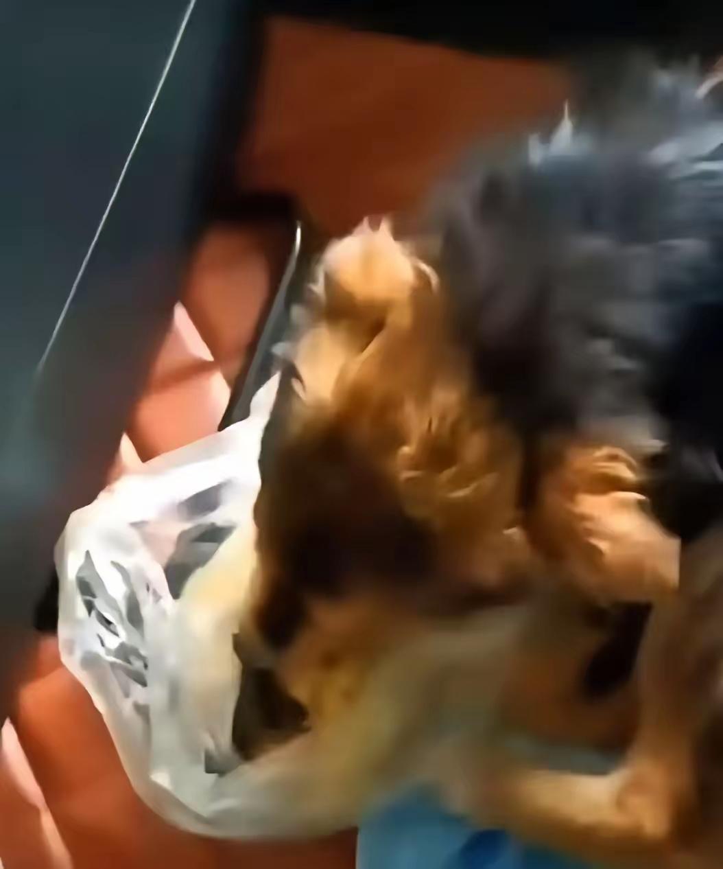 这篇文章深刻反映了宠物托管行业的诸多问题以及公众对宠物权益的关注。以下是对内容的