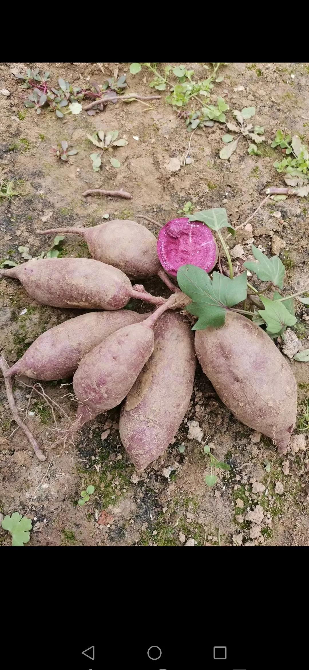 鲜食紫薯
可以选择泰紫一号（紫水晶），越南紫薯、芳华一号等，烤、蒸、煮、加工均可
