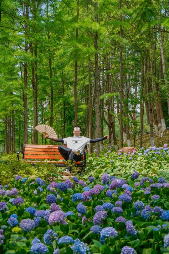 为了开满山坡的绣球花，特意去了一趟德阳