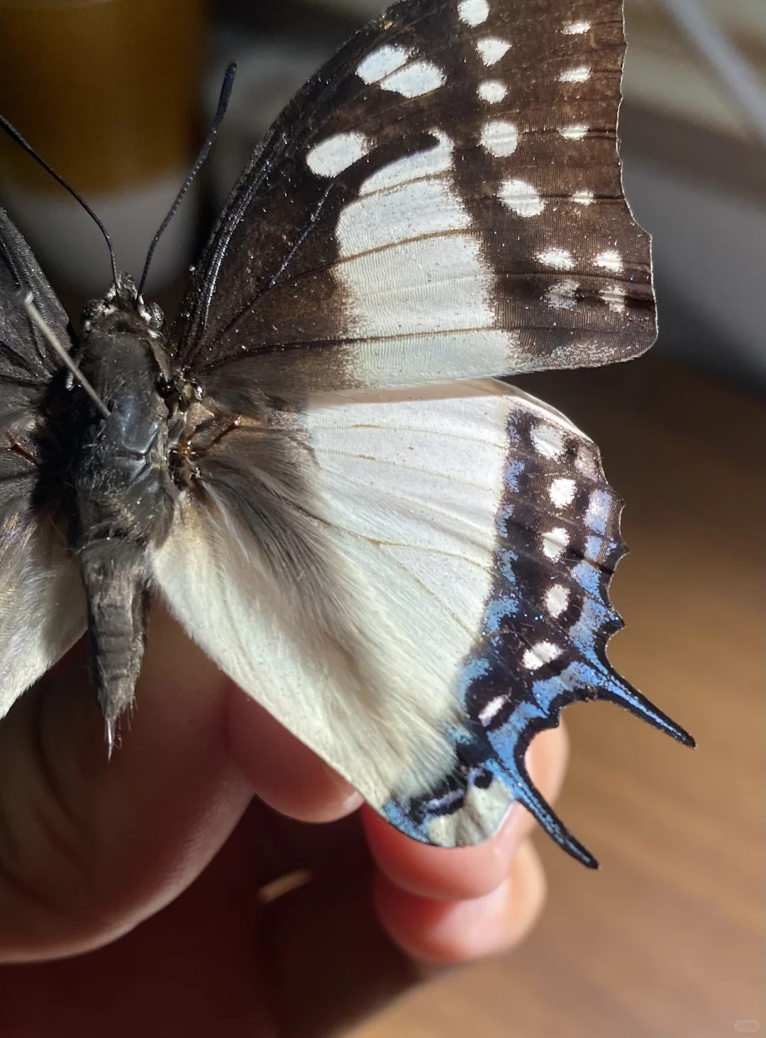 沉迷大二尾蛱蝶的美色无法自拔