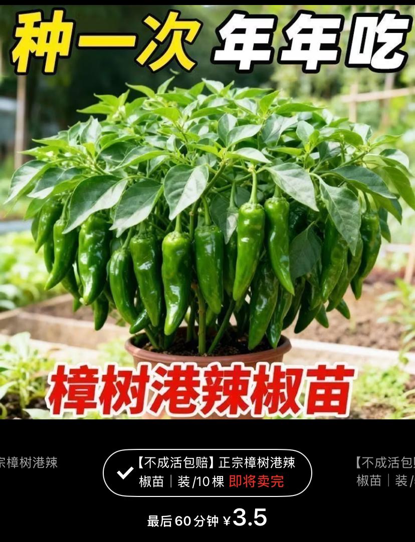 花几块钱买几棵辣椒自己种，完全可以避免像某马旗下公司销售的螺丝椒农残超标问题，这