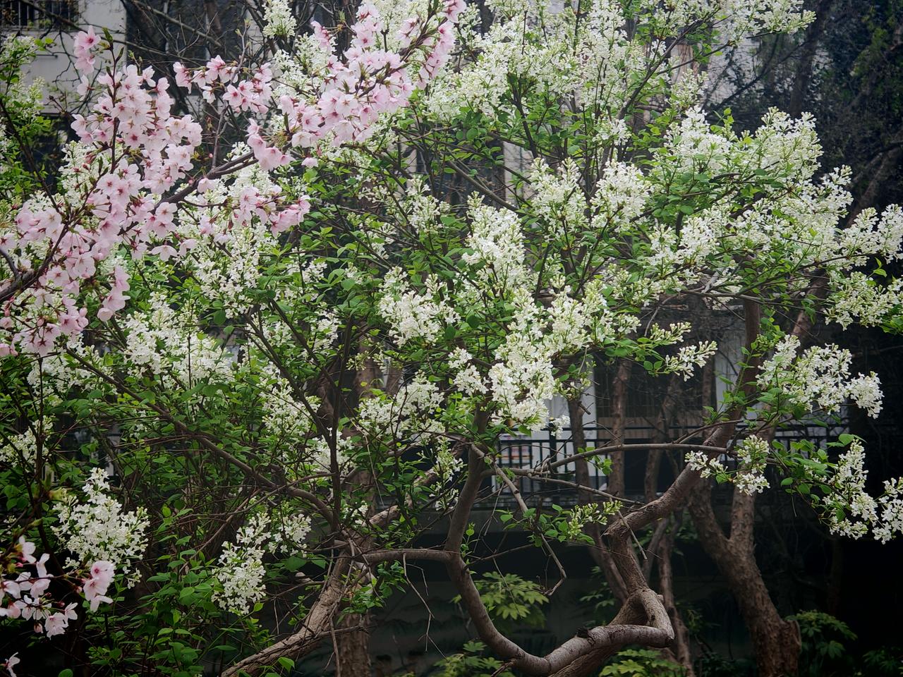 春天来了，万物复苏