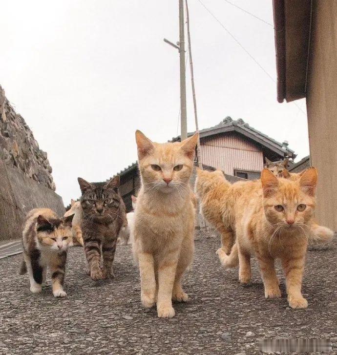很狂的一群小猫 宠物卖萌中心 ​​​