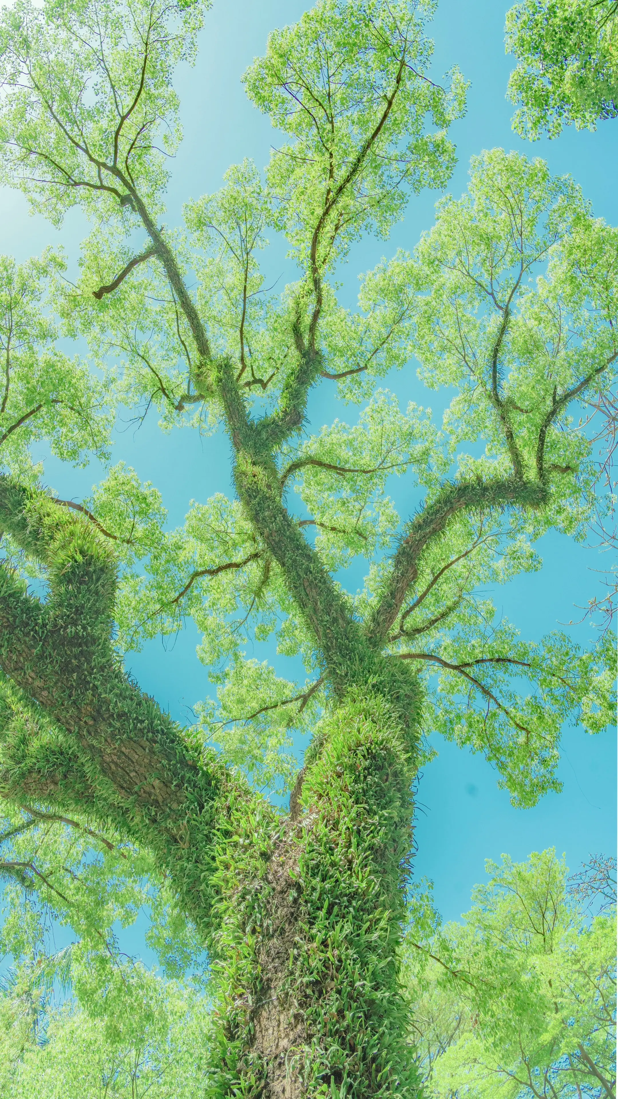 人类为何如此迷恋绿色。佛山中山公园｜绿树治愈打卡攻略 ✅基础信息 📍...