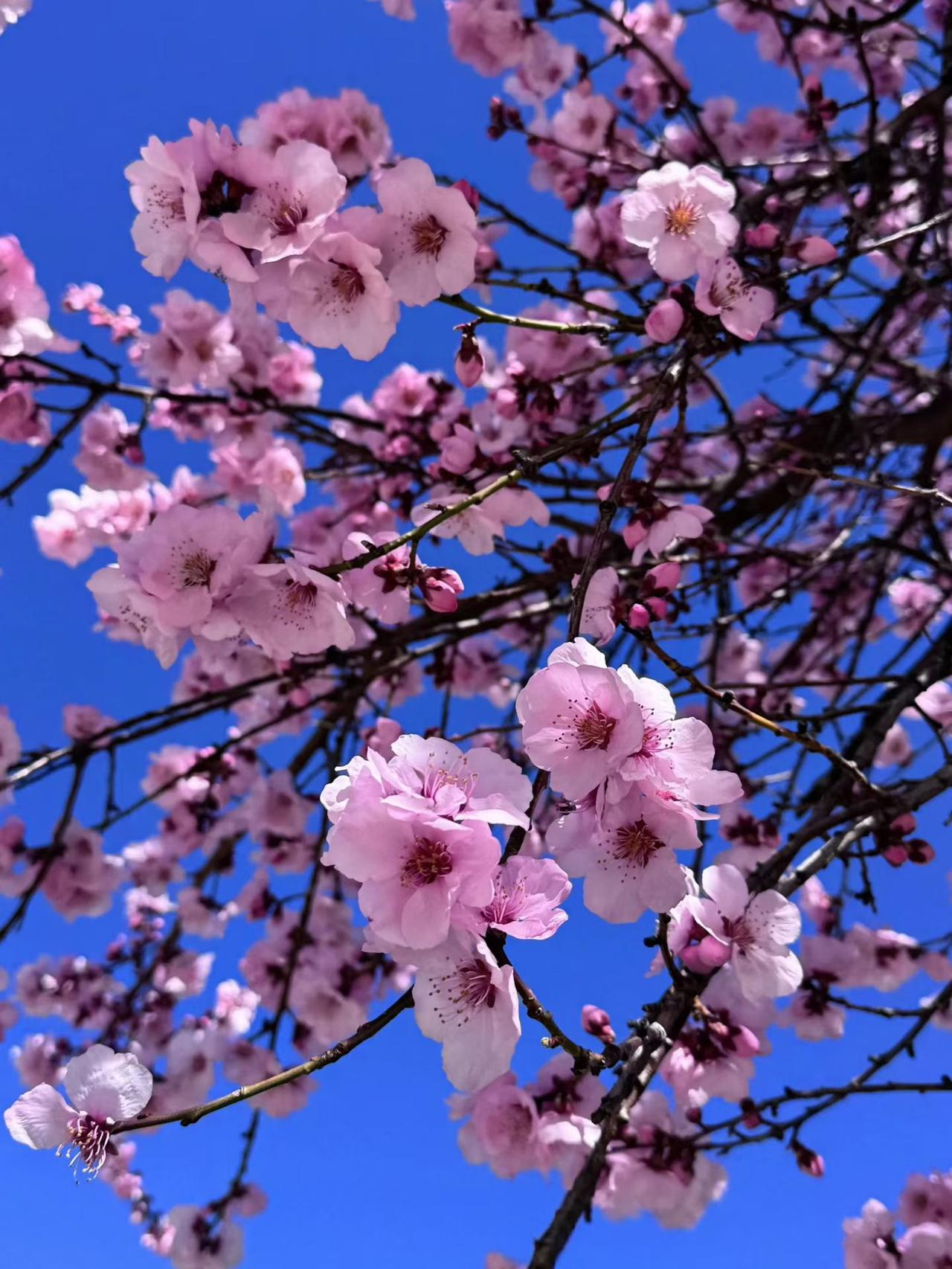 今年春天最想实现的心愿人间四月芳菲尽，山寺桃花始盛开！马上进入四月了，高海拔区域