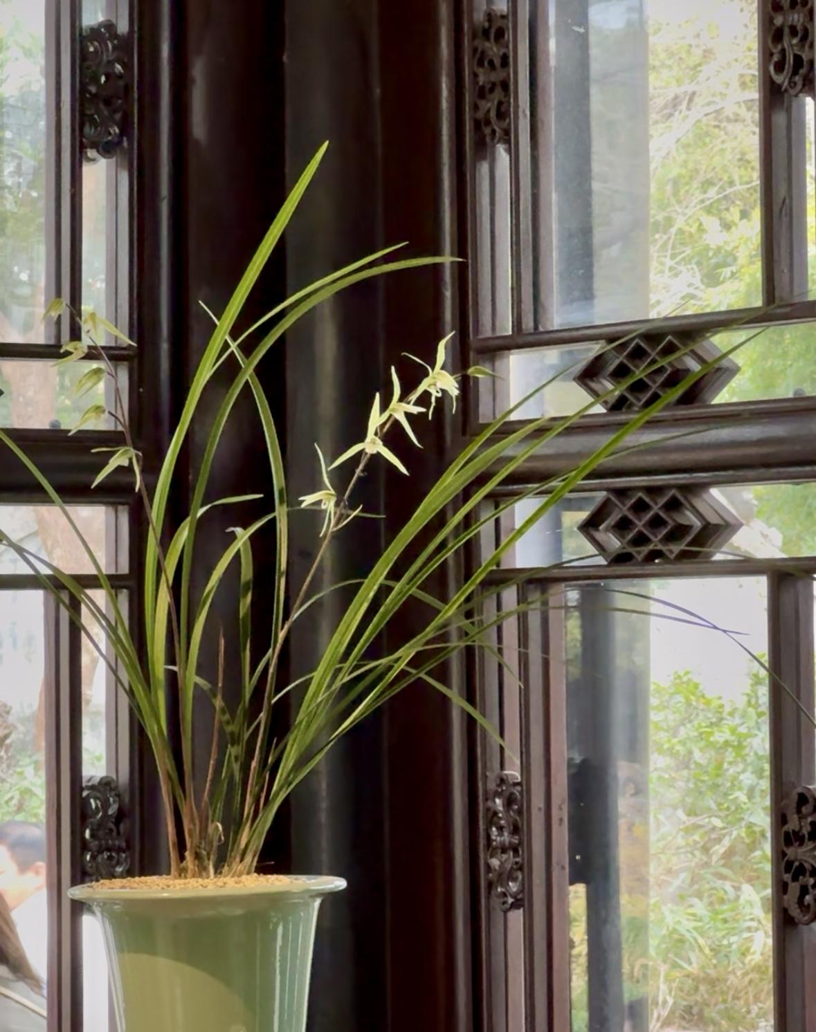 分享一张最近随手拍的照片兰花