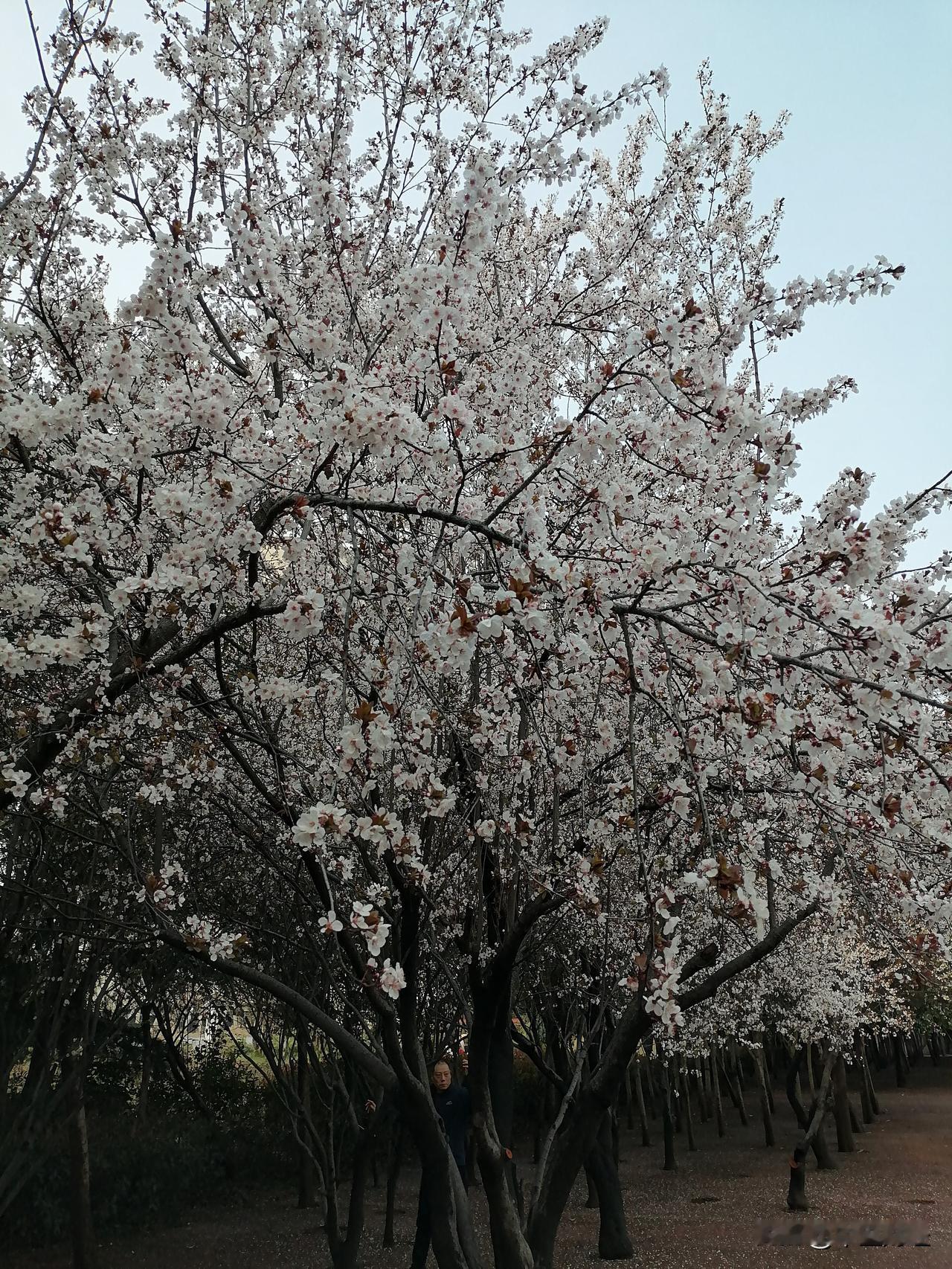 随手拍张照目前正是李子花盛开的季节，但是这种花花期非常短，稍纵即逝！虽然比不上牡
