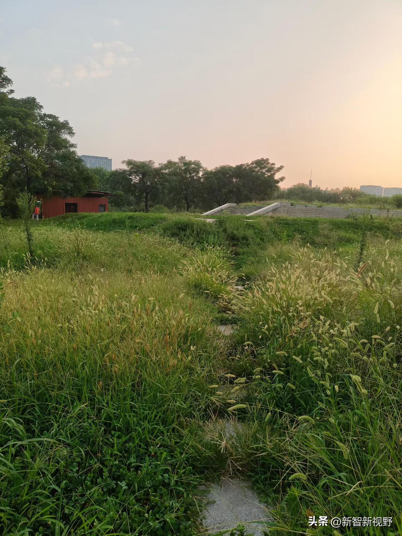 凤翔绿油油的草地，好适合散步哦治愈系绿草地 大自然的草坪 草绿野趣多 乡野绿草地