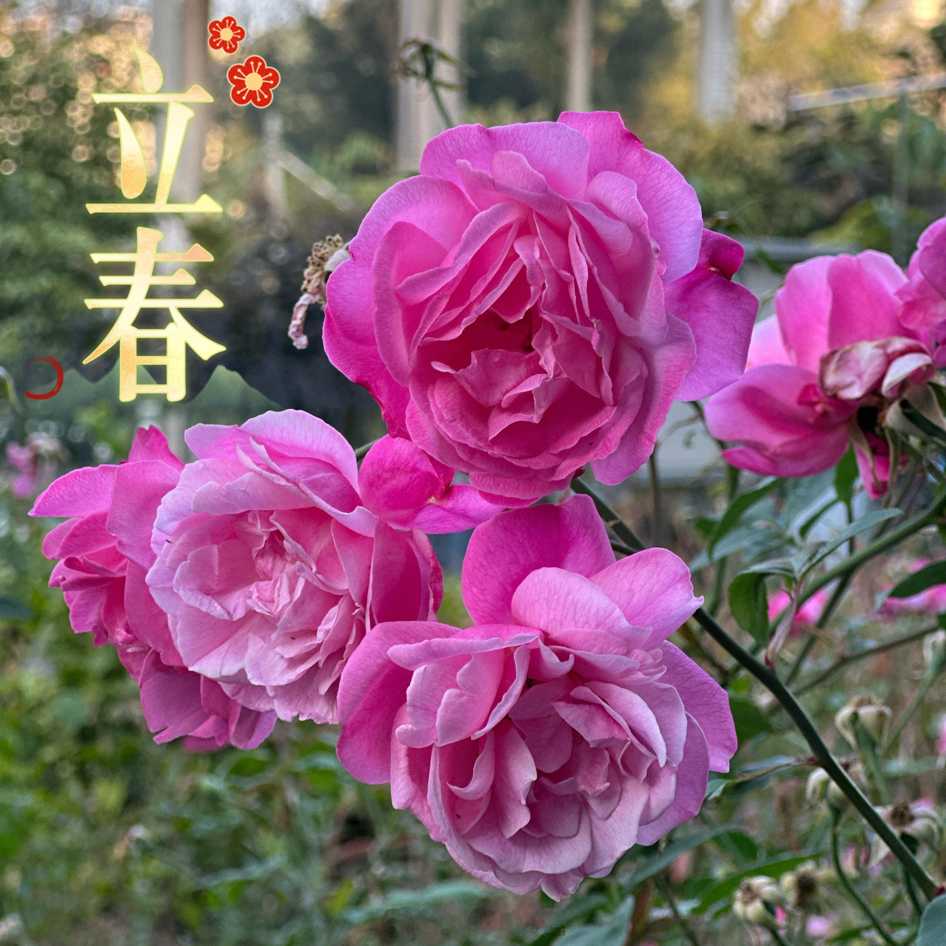 一年之计在于春立春 愿事事如意，万事可期！ 广州·华南农业大学