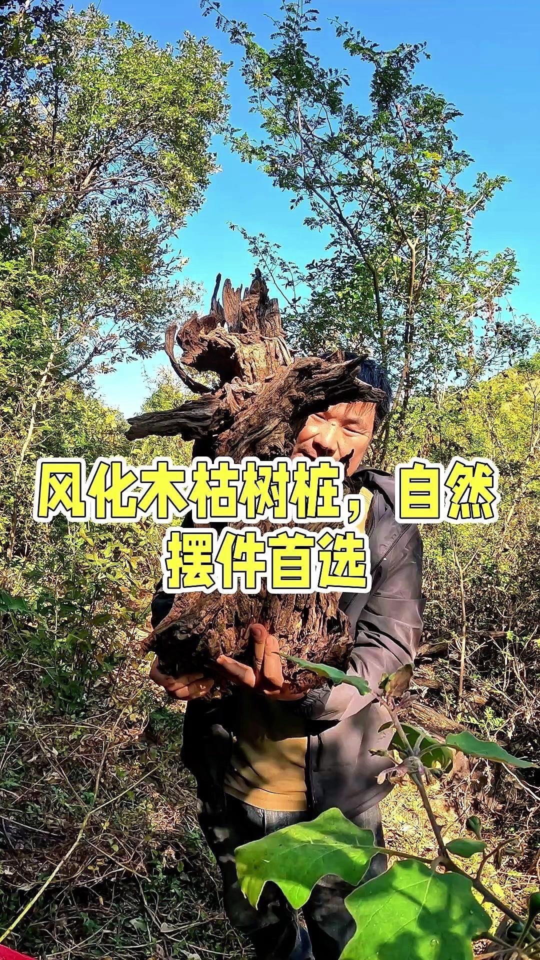 山里捡到的枯树桩，本来就造型独特，还是天然的风化木，不用雕刻也很美。表面带着岁月