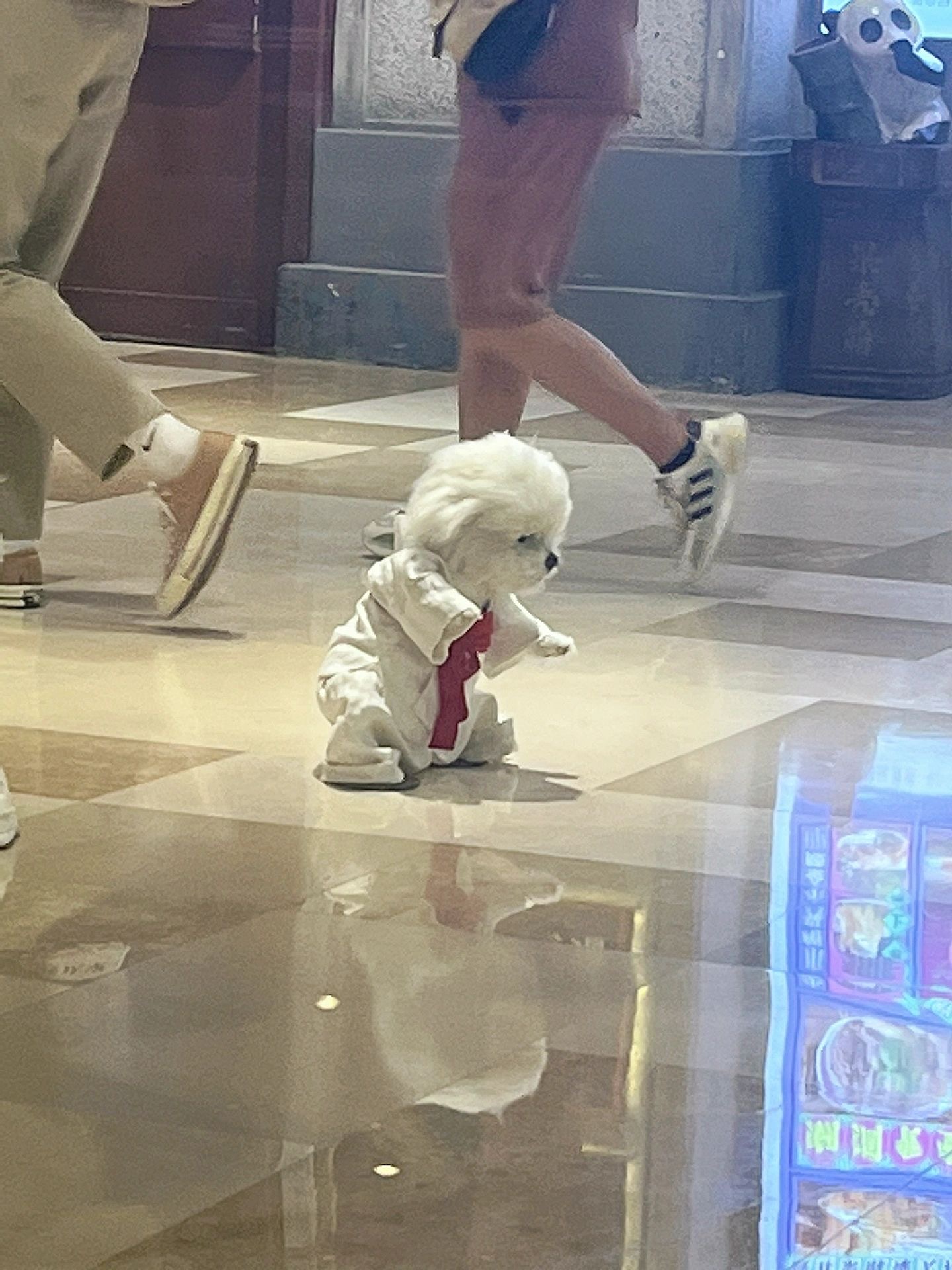 功夫小狗 ​​​