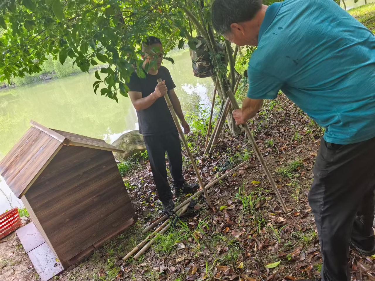 养天鹅要报批，手续很麻烦
今天终于在高考前完成了上阶段的一个心愿，学校湖里养几只