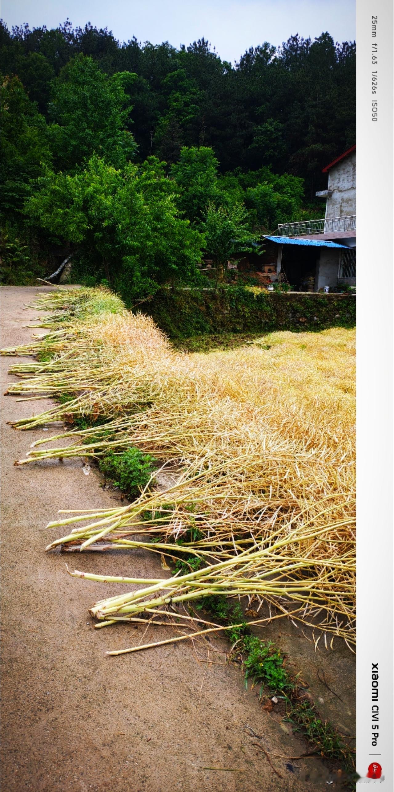农人们抓住短暂的晴好天气，抢收油菜。幸福从一粒种子开始，一粒种子种下，萌芽、成长