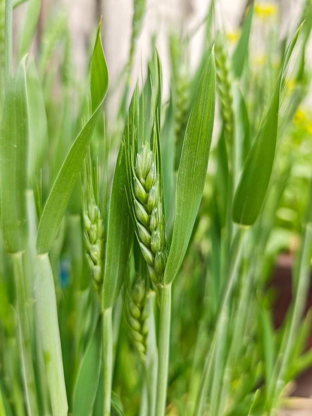 站桩要领很重要
    昨天到老师那里，老师指导我站桩的姿势，老师告诉我，站桩炼