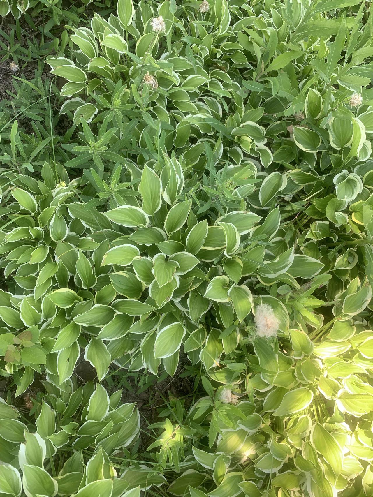 神奇的植物，一种科目两个名称。
这是金边玉籫花，跟前天聊的玉籫花的区别就是，叶子