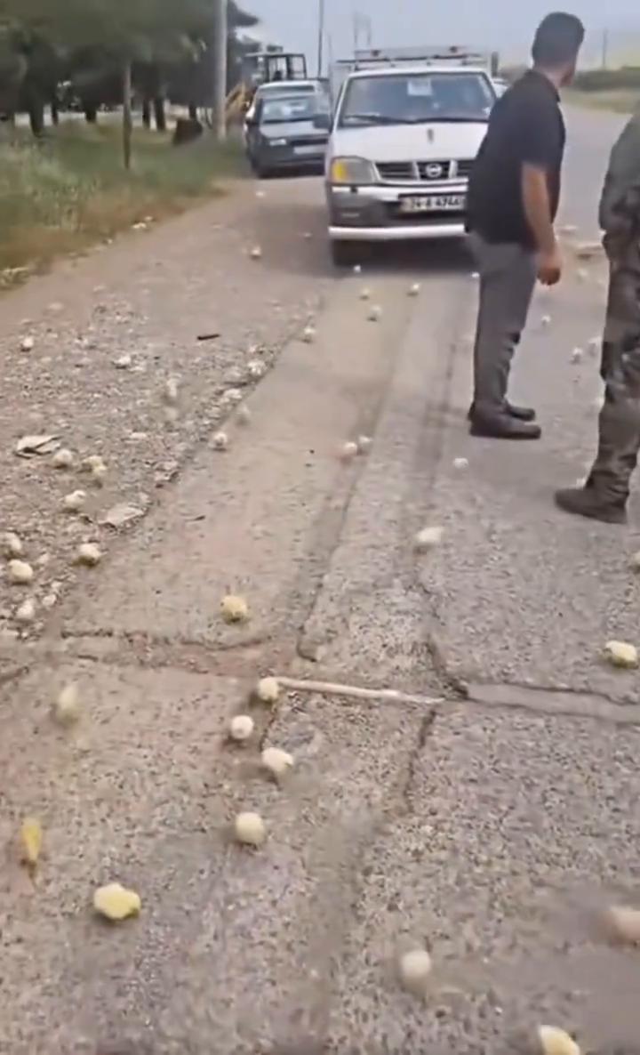 大家看看我养的小鸡。