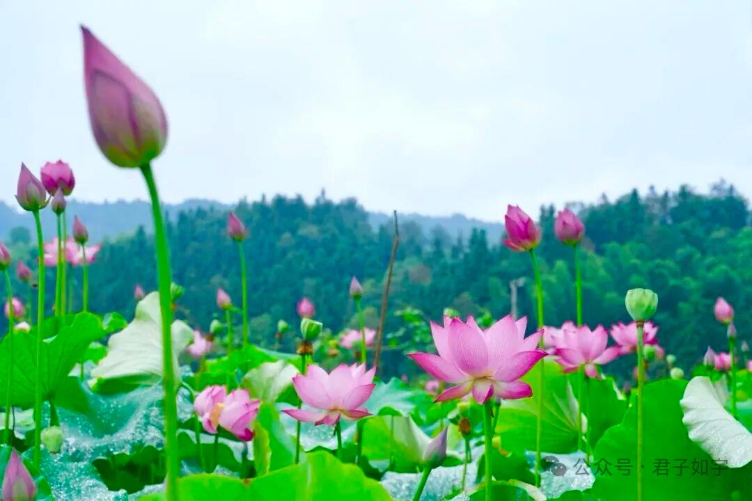 蝶戀花 · 小暑吟

雨送茫茫天地響。山暗雷鳴，擁樹奔雲唱。拍岸潮聲惆悵量。懸空