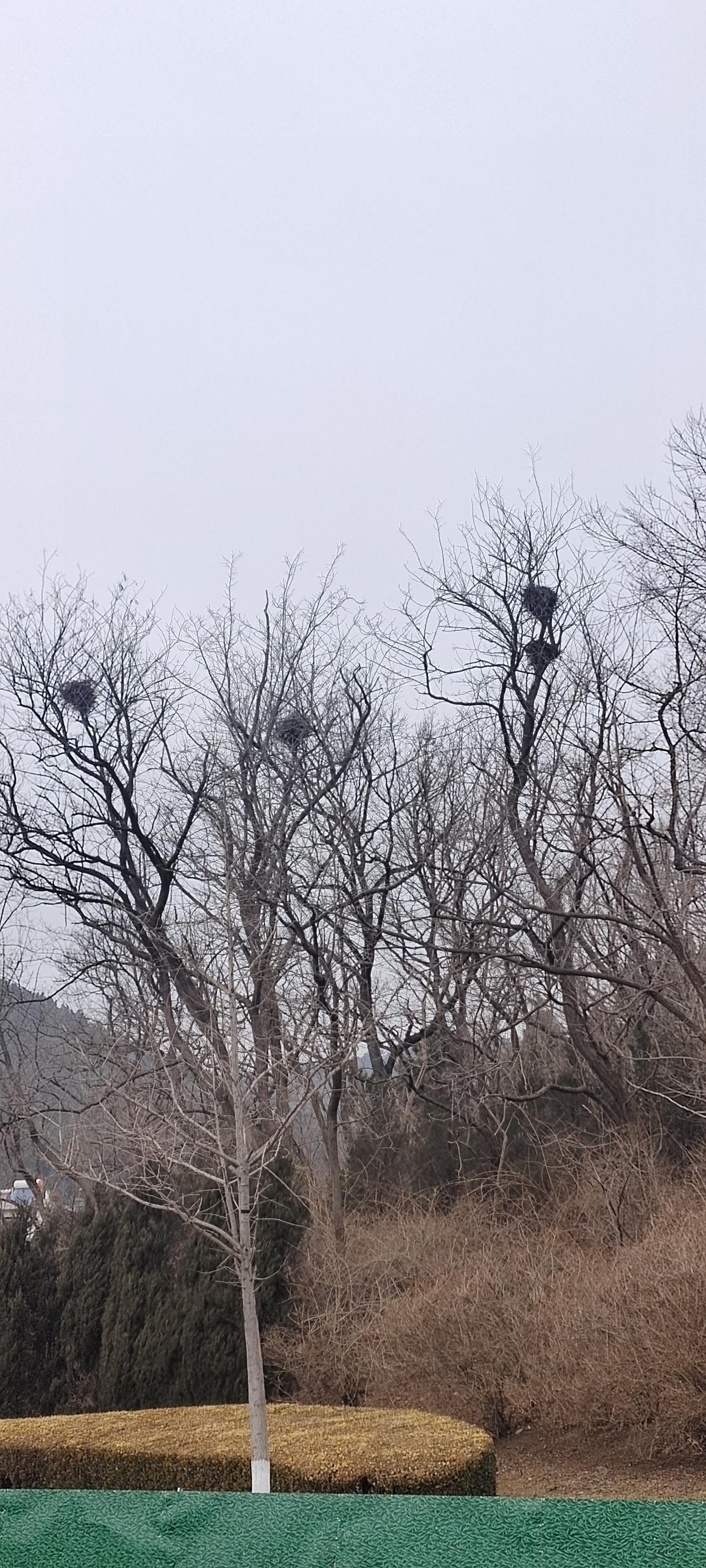 喜鹊作为国鸟可以吧
喜鹊会不会抛弃旧巢?记得我研究时节与动植物变化的时候，喜鹊是