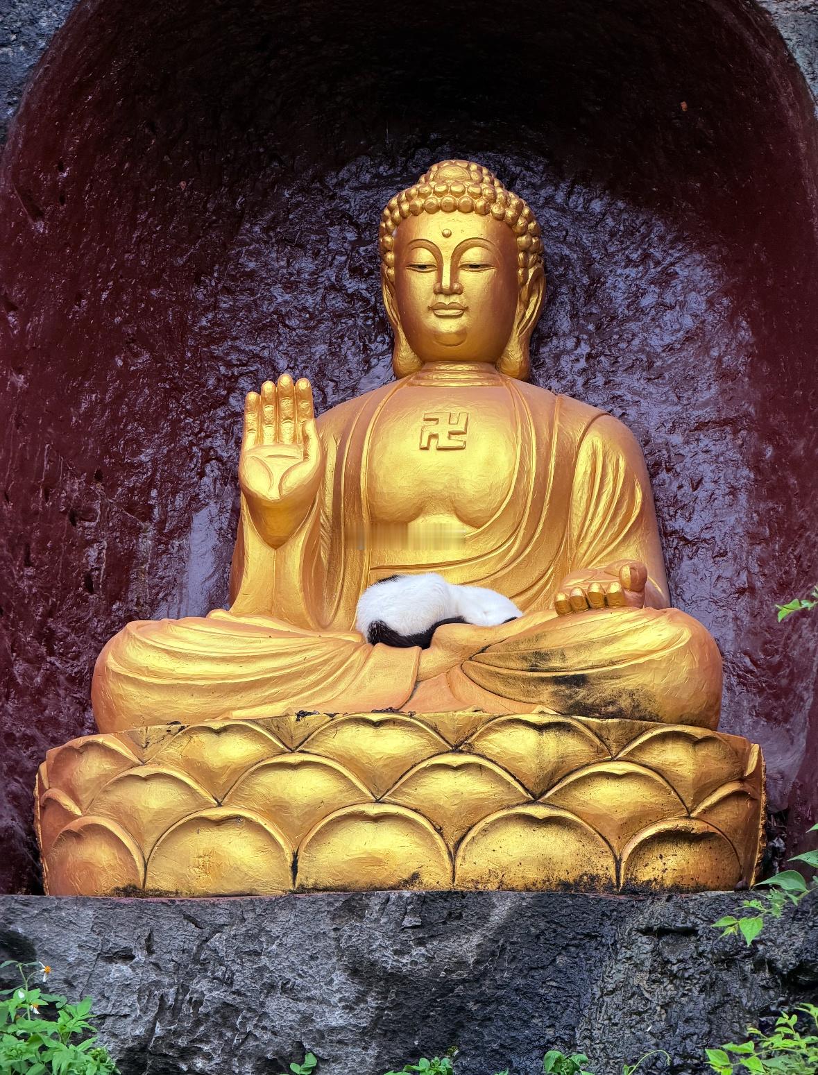 恭喜你刷到佛前禅猫，请不要无视，评论很灵的🙏 ​​​