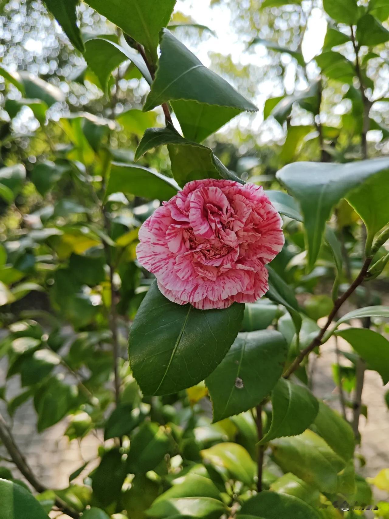 唯美茶花美拍欣赏一下